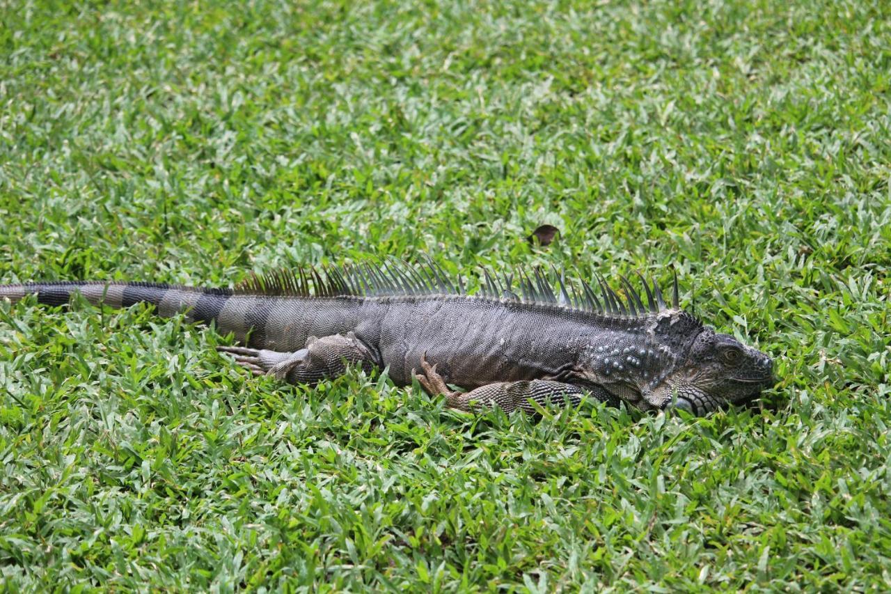 فندق Iguana Libre دومينيكال المظهر الخارجي الصورة