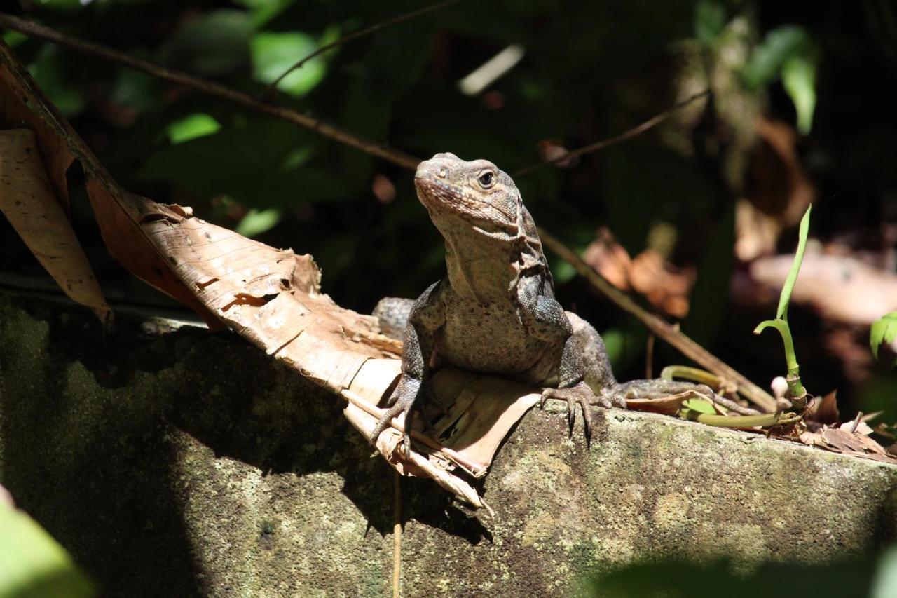 فندق Iguana Libre دومينيكال المظهر الخارجي الصورة