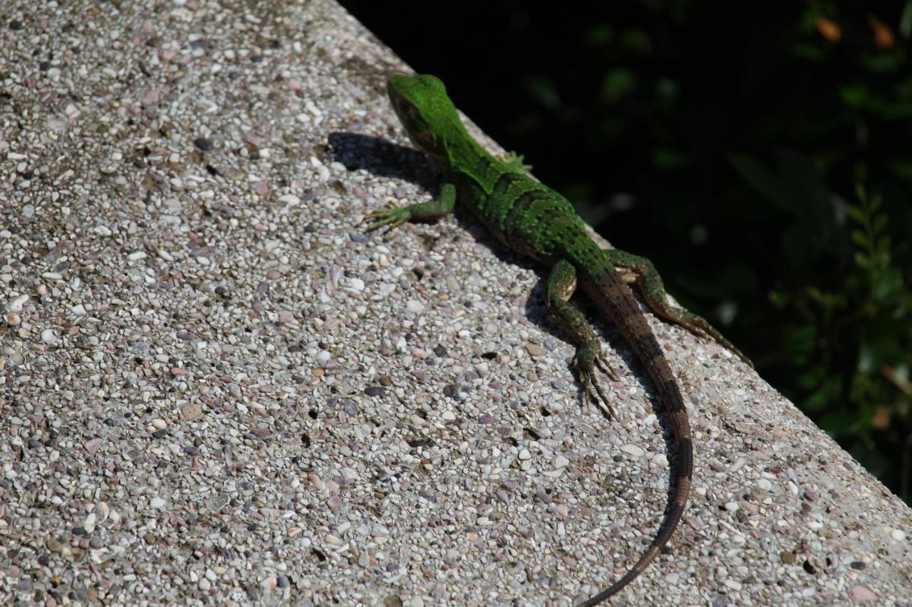 فندق Iguana Libre دومينيكال المظهر الخارجي الصورة