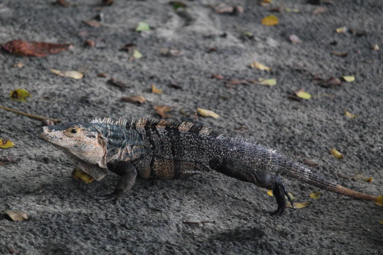 فندق Iguana Libre دومينيكال المظهر الخارجي الصورة
