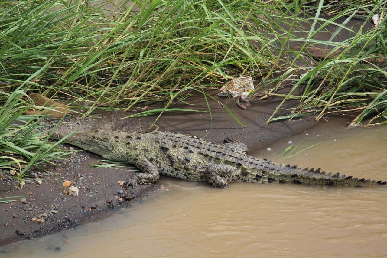 فندق Iguana Libre دومينيكال المظهر الخارجي الصورة